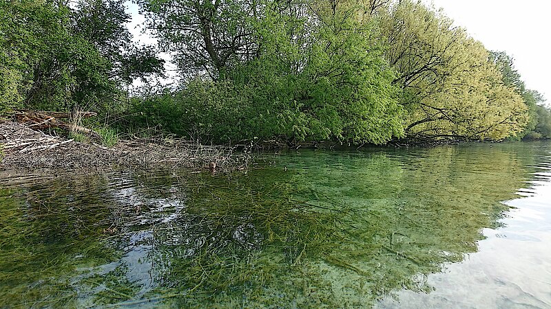 Wasserwandern Reichenau-Gnadensee